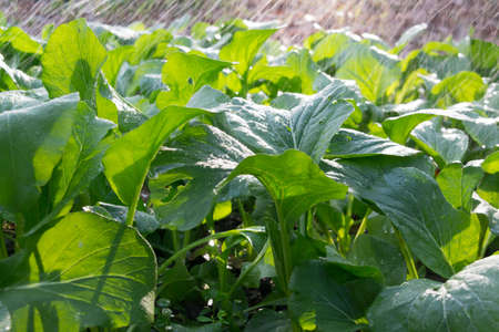 gardener hand holding rubber water hose and using finger, close end of rubber water hose to make water spray with sunlight against the background of growing green vegetable.の写真素材
