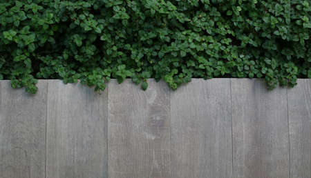 Peach fruits Peach with leaf on white background.の写真素材
