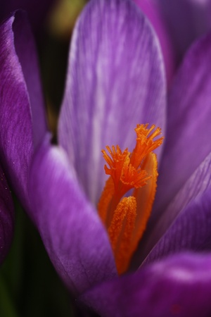 spring flowerの写真素材