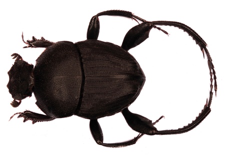 Sisyphusの写真素材