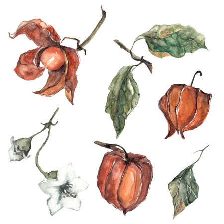 Fisalis flower orange ginger watercolor illustration. Watercolor illustration for postcard. Clipartの写真素材