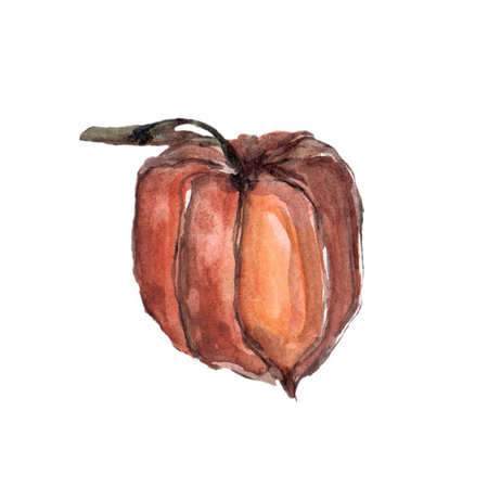 Fisalis flower orange ginger watercolor illustration. Watercolor illustration for postcard. Clipartの写真素材