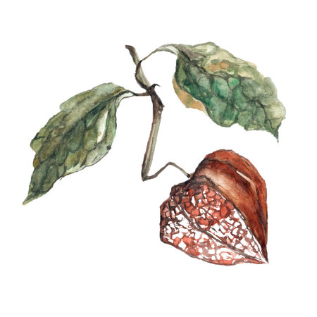 Fisalis flower with leaves orange ginger watercolor illustration. Watercolor illustration for postcard. Clipartの写真素材