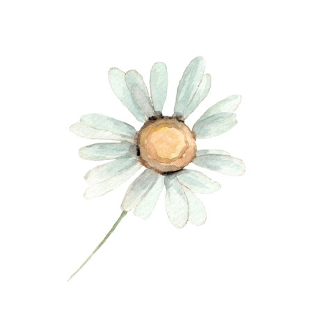 Cute white chamomile flower. Watercolor daisy illustration. Clip-art.の写真素材