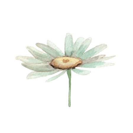 Cute white chamomile flower. Watercolor daisy illustration. Clip-art.の写真素材