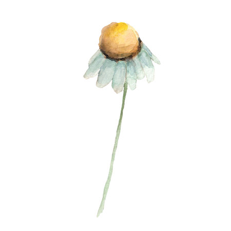 Cute white chamomile flower. Watercolor daisy illustration. Clip-art.の写真素材