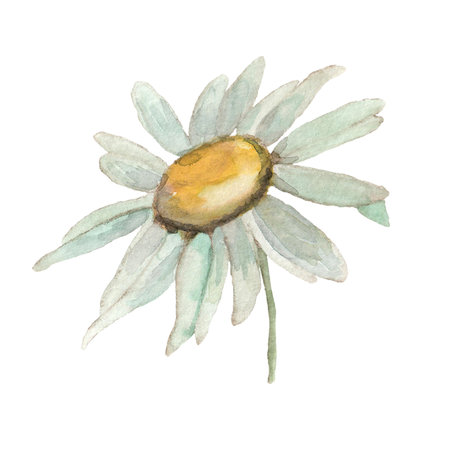 Cute white chamomile flower. Watercolor daisy illustration. Clip-art.の写真素材