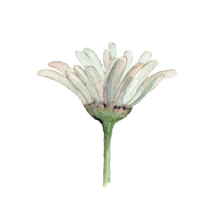 Cute white chamomile flower. Watercolor daisy illustration. Clip-art.の写真素材