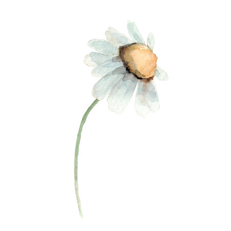 Cute white chamomile flower. Watercolor daisy illustration. Clip-art.の写真素材