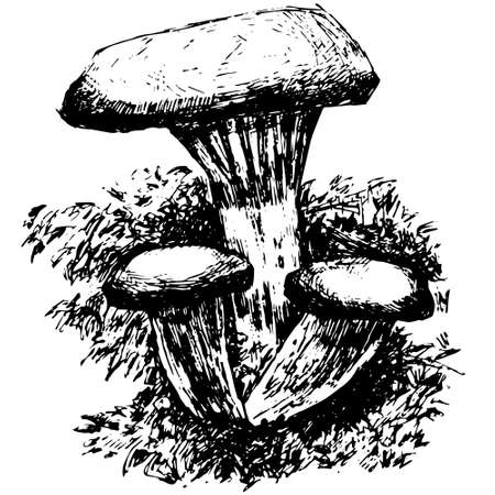 vector realistic black art of oyster mushroomsのイラスト素材