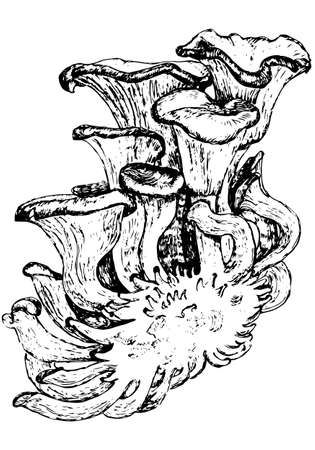 vector realistic black art of oyster mushroomsのイラスト素材