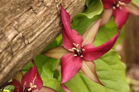 Flower nearby a fenceの写真素材