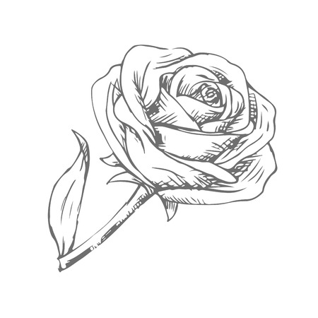 rose  isolated on white background.のイラスト素材