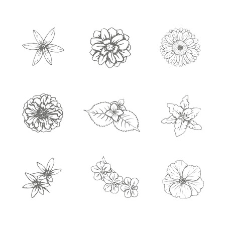 Sets of flower isolated on white background.のイラスト素材