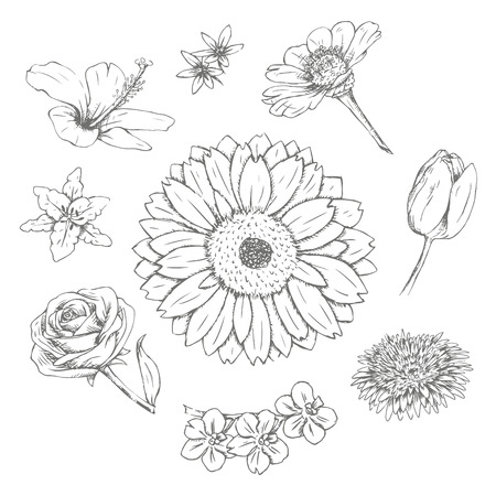 Sets of flower isolated on white background.のイラスト素材