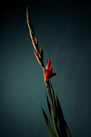 gladiolusの写真素材