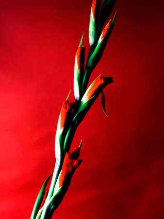 gladiolusの写真素材