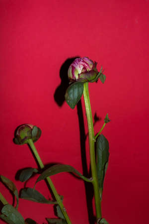 Peonyの写真素材