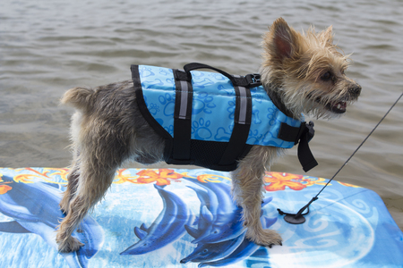little dog surfing on the lake - having fun on a surfの写真素材