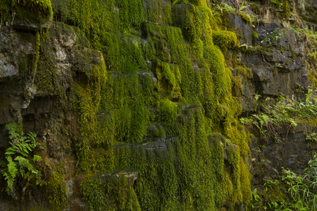 Green moss on rock wall in a chasmの写真素材
