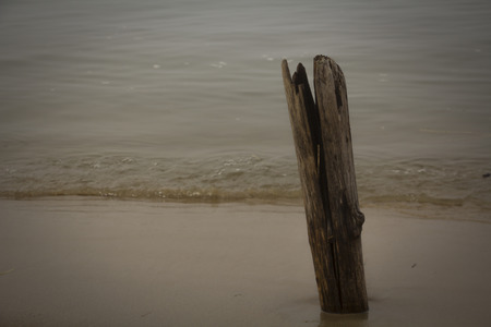 Foggy morning at the beach, wood standing aloneの写真素材