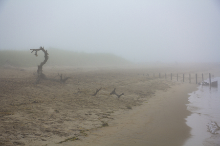 Wood look like a dragon at the beach during foggy morningの写真素材