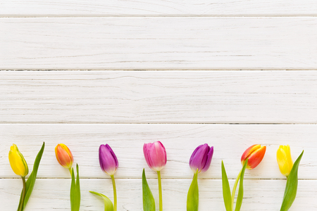 Row of colorful tulips on a white wooden background in springの写真素材