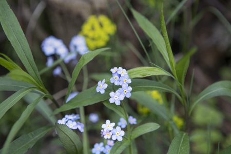 Delicate Forget me not flowers, Myosotis sylvatica, composition with other green plants. Close up. Small blue flowers.の写真素材
