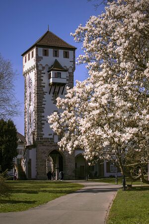 Magnolia tree and Saint Alban medieval gate in Basel, Switzerland. Springtime. St. Alban Tor.