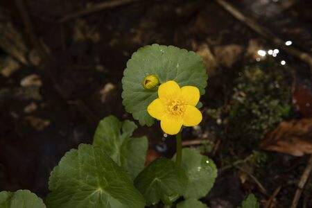 Kingcup flower, Marsh Marigold (Caltha palustris) in water. Single yellow flower head on dark background, light reflecting in water. Bud and green leaves.の写真素材
