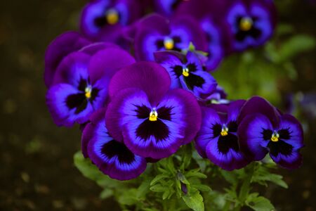 Vibrant, juicy color, intense hue of Purple, violet and black shades of pansies. Close up, pansy yellow eye, green background. Low light.の写真素材