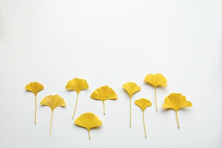 Set of golden decorative beautiful dry leaves on white background. Flat lay, top view minimal neutral floral arrangement. Ginkgo biloba. Copy space.の写真素材