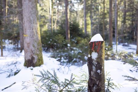 Trunk of felled tree covered with snow, against the backdrop of a winter forest. Coniferous trees with white fresh snow in sunlight.の写真素材