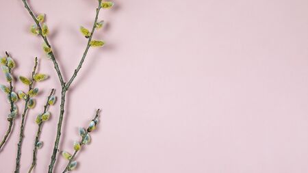 Branches of pussy willow on pink background. Spring border background with twigs full of buds of based willow catkins, copy space. Easter, spring seasonal arrangement, flat lay.の写真素材