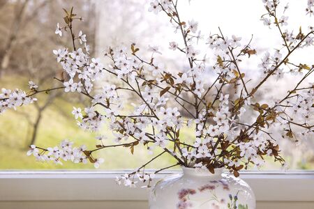 White flowering twigs in vase by the window. Spring concept. Fruit tree branches indoors.の写真素材