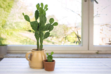 Big and small cactus in flower pot. Opuntia ficus-indica, prickly pear or Indian fig. Two cacti house plants on the table by the window.の写真素材