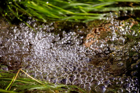 Close-up of fresh clean water and green nature. Spring fresh water in motion, water bubbles in creek, abstract background.の写真素材