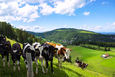 Jura mountains, swiss landscape, green land with cows on the pasture. Summer day.