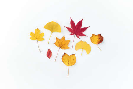 Autumn leaves creative arrangement. Decoration, fall pattern. Flat lay elegant dry leaves composition. Seasonal deco.の写真素材