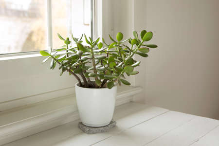 Pottet plant Crassula ovata, jade plant at home. House plant in pot on window sill with lush green leaves. Succulent in home garden.の写真素材