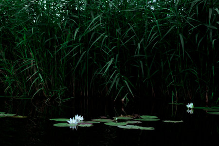 Dark water with water plants: rushes and water lilies. Scene evening by the pons. Marsh land beauty.の写真素材