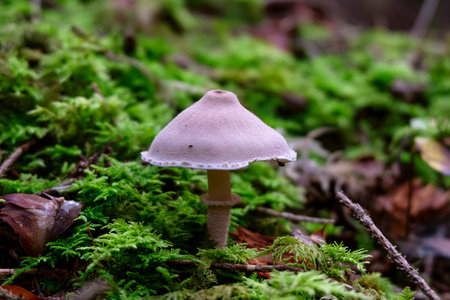 Cystoderma carcharias, known as Pearly Powdercap, wild mushroom in the wood with green moss.の写真素材