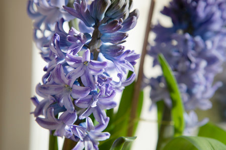 Delft blue hyacinth close-up, detail of plant on windowsill, spring flowers background.の写真素材