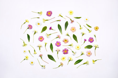 Natural spring wildflowers with green leaves flat lay on white background. Spring floral pattern, delicate primrose flowers, mother day, easter, wedding background.の写真素材