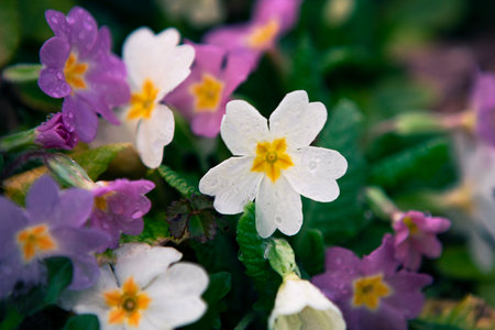 Pretty little wildflowers, Primrose after rain in the garden, close-up. Macro springtime flowers.の写真素材