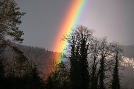 Bright, intensive rainbow close-up with dark trees silhouette. Scenic rainbow with mountain landscape. Weather after storm.の写真素材