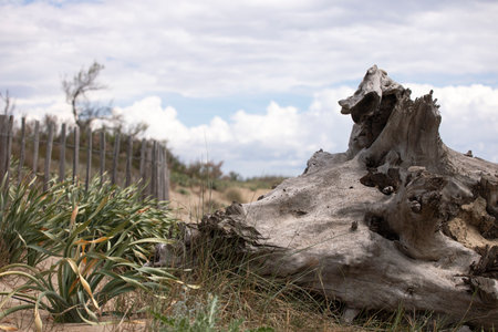 Romantic seaside landscape with driftwood close-up with beautiful texture and coastal vegetation. Moody coastal background. French riviera.の写真素材