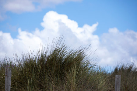 Minimalist landscape with lush grass and fluffy clouds. Grassland, coastal plants against beautiful...