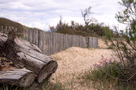 Romantic seaside landscape with driftwood close-up with beautiful texture and coastal vegetation. Moody coastal background. French riviera.の写真素材