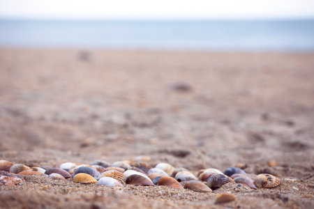 Collection of colorful seashells in the sand. Beach background with beautiful seashells and copy...